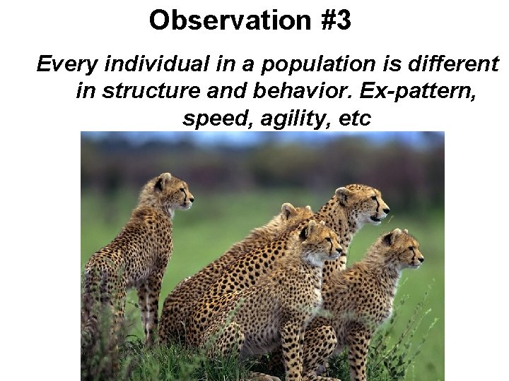 Observation #3 Every individual in a population is different in structure and behavior. Ex-pattern,