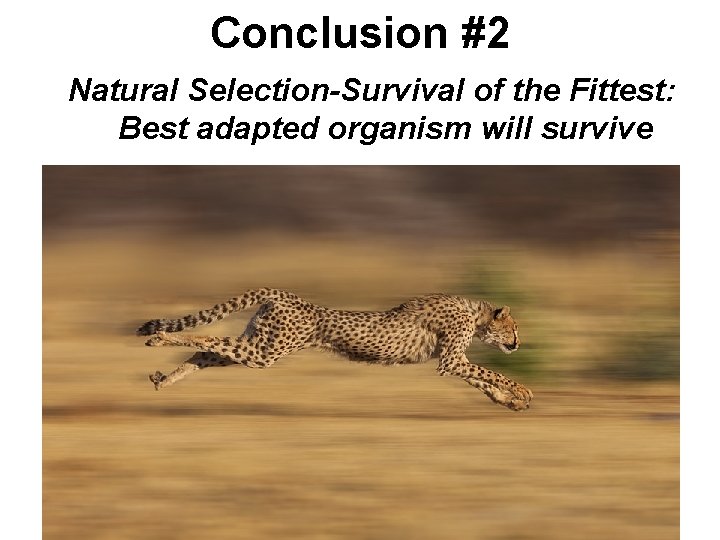 Conclusion #2 Natural Selection-Survival of the Fittest: Best adapted organism will survive 