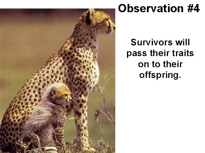 Observation #4 Survivors will pass their traits on to their offspring. 