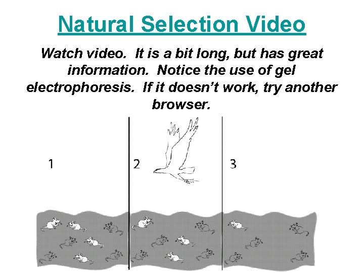Natural Selection Video Watch video. It is a bit long, but has great information.