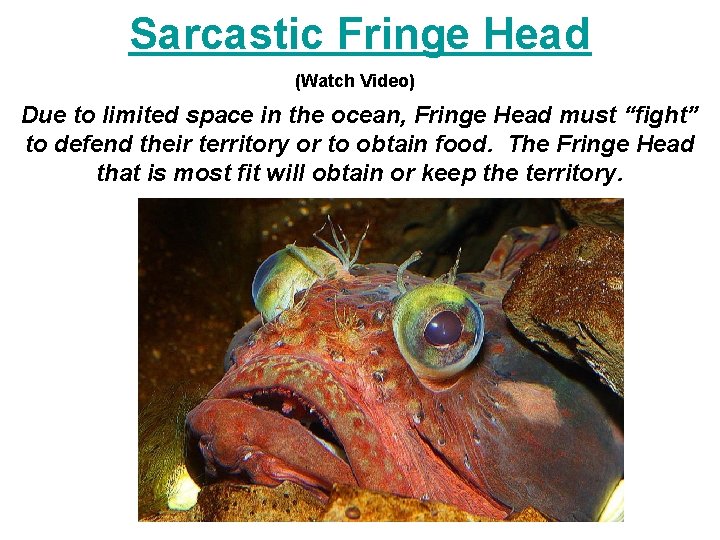 Sarcastic Fringe Head (Watch Video) Due to limited space in the ocean, Fringe Head