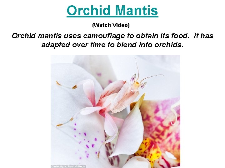 Orchid Mantis (Watch Video) Orchid mantis uses camouflage to obtain its food. It has