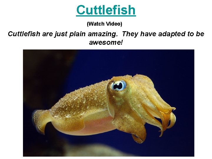 Cuttlefish (Watch Video) Cuttlefish are just plain amazing. They have adapted to be awesome!