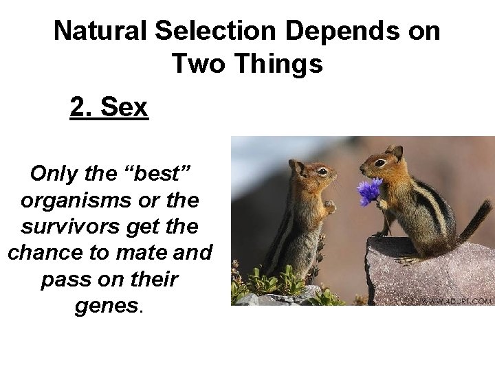 Natural Selection Depends on Two Things 2. Sex Only the “best” organisms or the