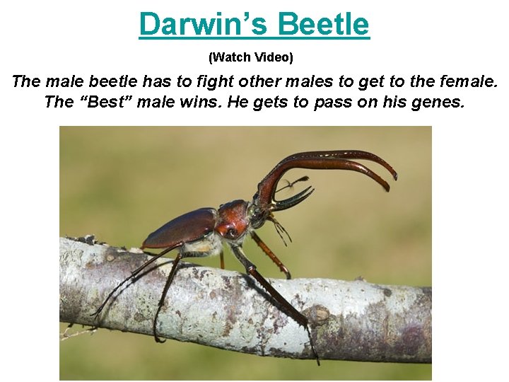 Darwin’s Beetle (Watch Video) The male beetle has to fight other males to get