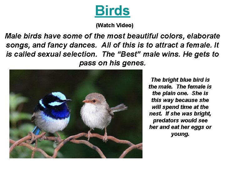 Birds (Watch Video) Male birds have some of the most beautiful colors, elaborate songs,