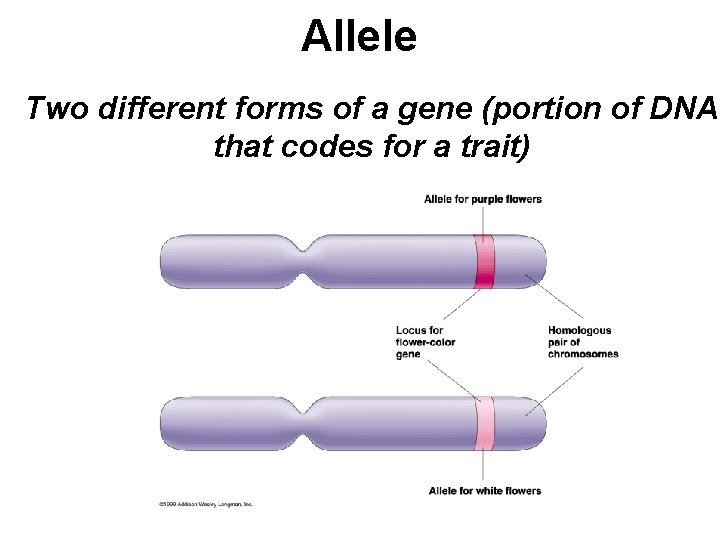 Allele Two different forms of a gene (portion of DNA that codes for a