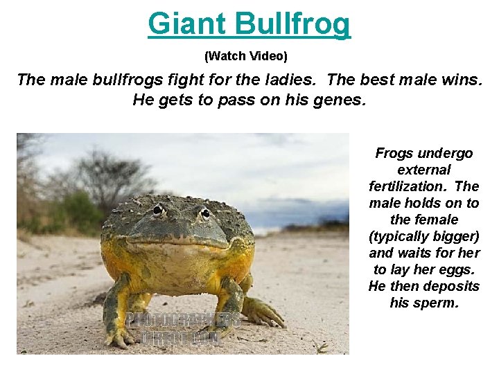 Giant Bullfrog (Watch Video) The male bullfrogs fight for the ladies. The best male