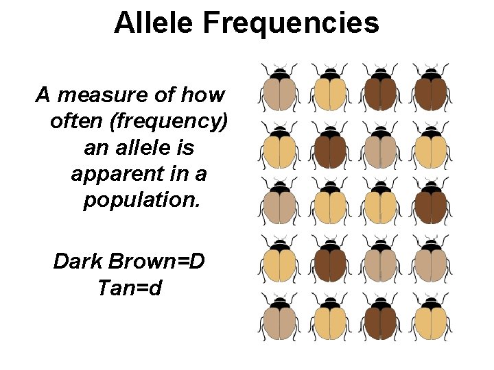 Allele Frequencies A measure of how often (frequency) an allele is apparent in a