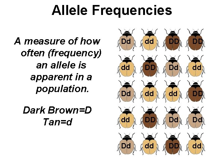 Allele Frequencies A measure of how often (frequency) an allele is apparent in a