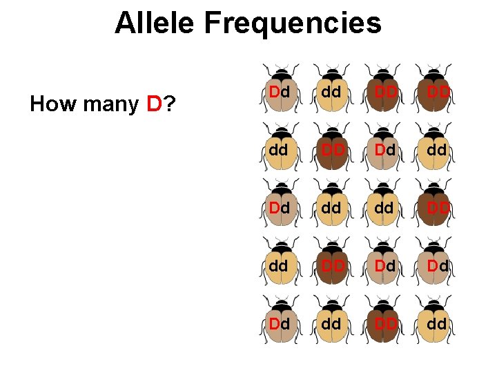 Allele Frequencies How many D? Dd dd DD DD dd DD Dd dd dd