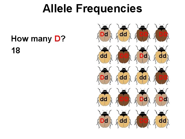 Allele Frequencies How many D? 18 Dd dd DD DD dd DD Dd dd