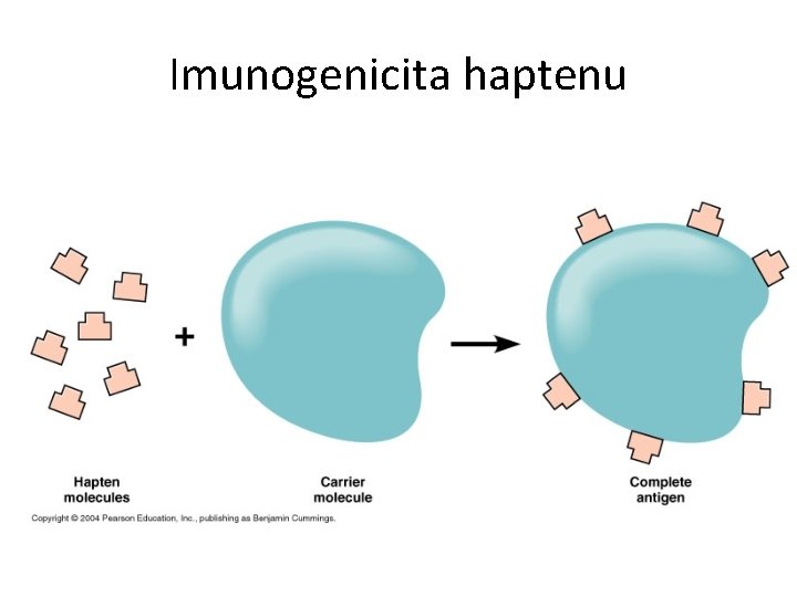 Imunogenicita haptenu 