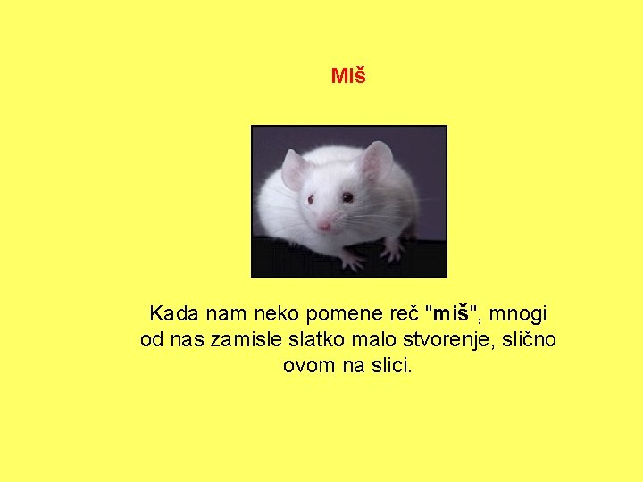 Miš Kada nam neko pomene reč "miš", mnogi od nas zamisle slatko malo stvorenje,