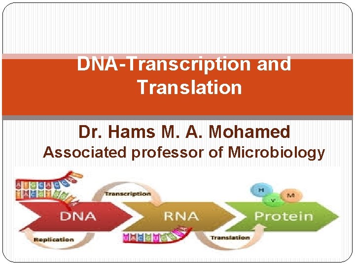 DNA-Transcription and Translation Dr. Hams M. A. Mohamed Associated professor of Microbiology 