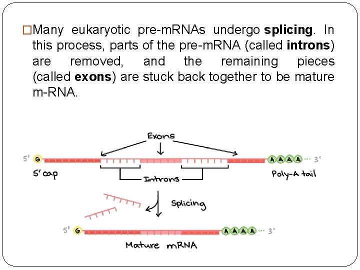 �Many eukaryotic pre-m. RNAs undergo splicing. In this process, parts of the pre-m. RNA