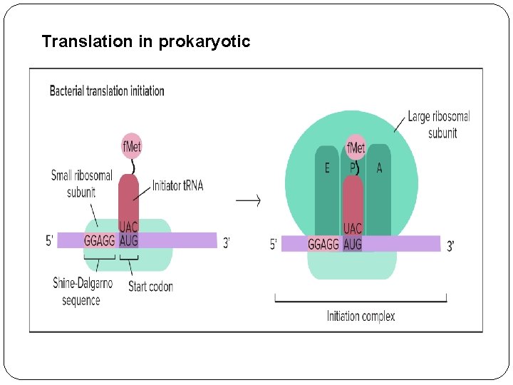 Translation in prokaryotic 