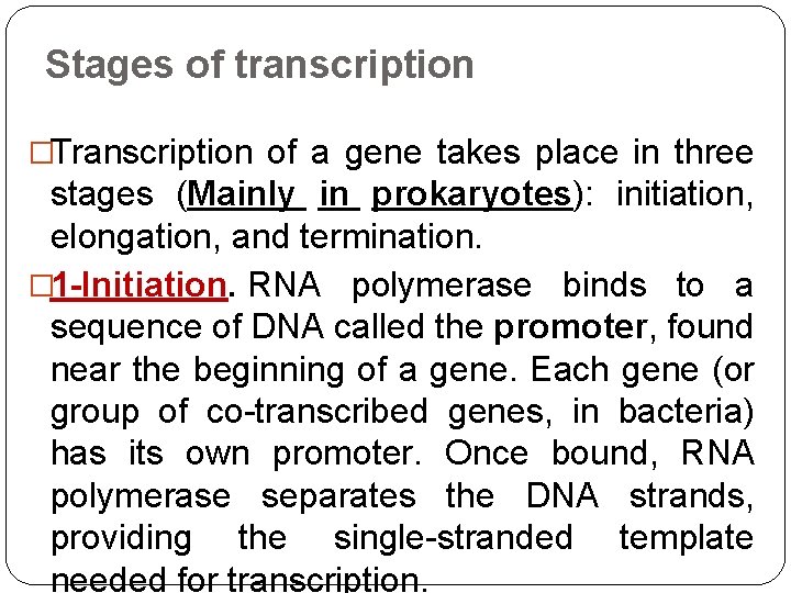 Stages of transcription �Transcription of a gene takes place in three stages (Mainly in