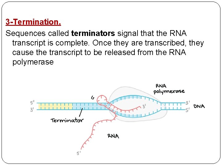 3 -Termination. Sequences called terminators signal that the RNA transcript is complete. Once they