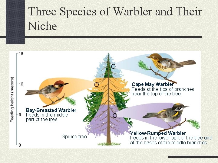 Three Species of Warbler and Their Niche Cape May Warbler Feeds at the tips