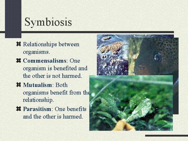 Symbiosis Relationships between organisms. Commensalisms: One organism is benefited and the other is not