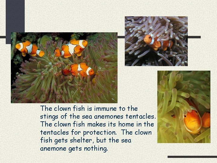 The clown fish is immune to the stings of the sea anemones tentacles. The