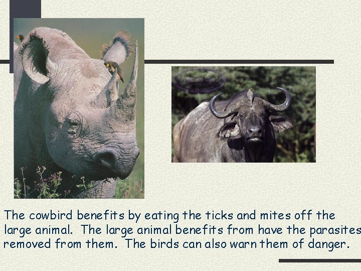 The cowbird benefits by eating the ticks and mites off the large animal. The
