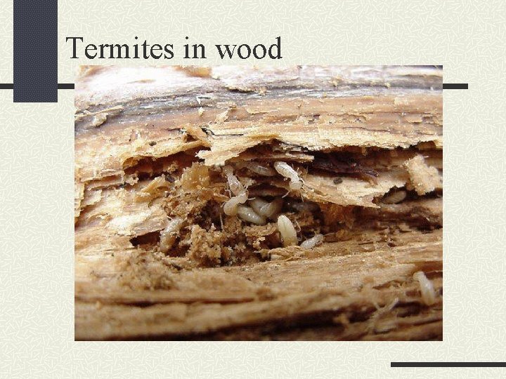 Termites in wood 
