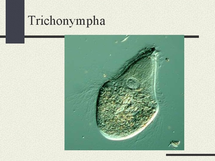 Trichonympha 