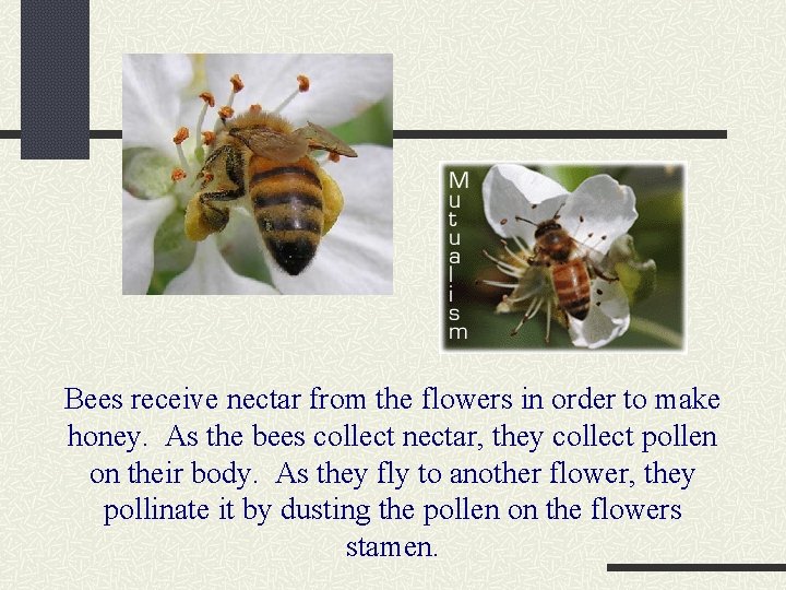 Bees receive nectar from the flowers in order to make honey. As the bees