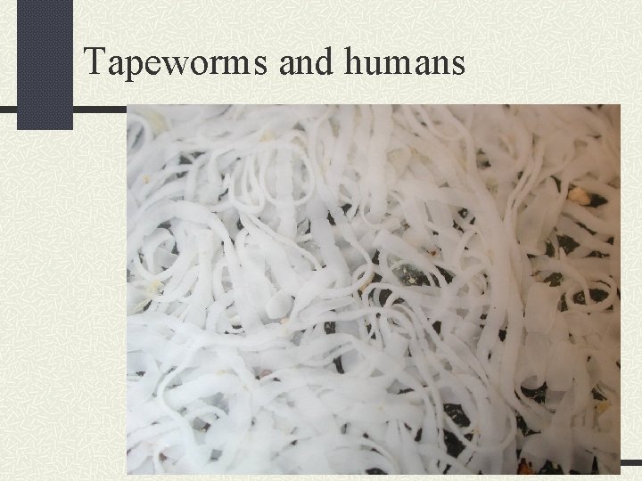 Tapeworms and humans 