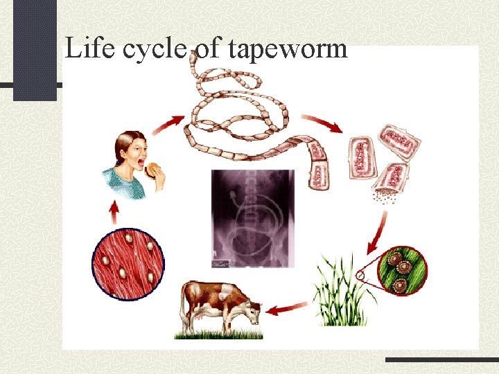 Life cycle of tapeworm 