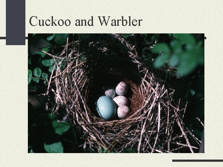 Cuckoo and Warbler 