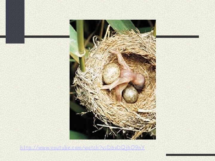 http: //www. youtube. com/watch? v=Dbv. DQjh. O 9 n. Y 