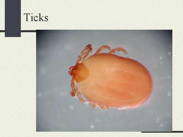 Ticks 