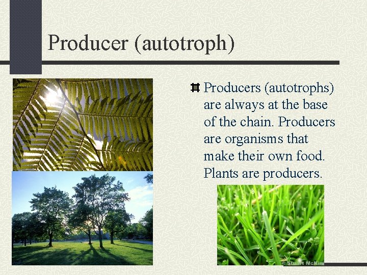 Producer (autotroph) Producers (autotrophs) are always at the base of the chain. Producers are