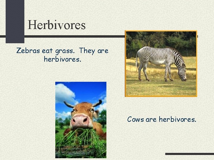 Herbivores Zebras eat grass. They are herbivores. Cows are herbivores. 