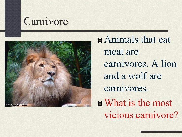 Carnivore Animals that eat meat are carnivores. A lion and a wolf are carnivores.