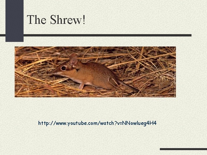 The Shrew! http: //www. youtube. com/watch? v=NNowlueg 4 H 4 
