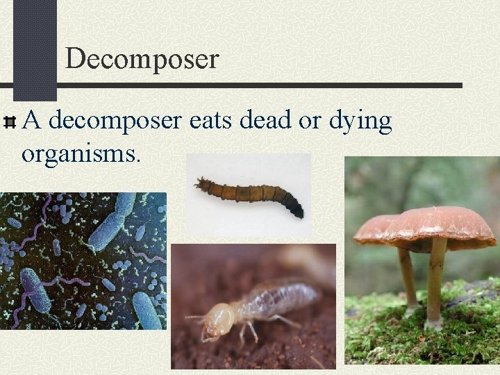 Decomposer A decomposer eats dead or dying organisms. 