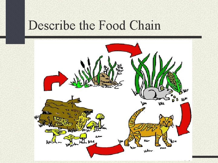 Describe the Food Chain 