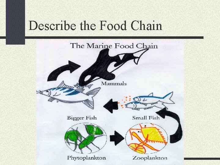 Describe the Food Chain 