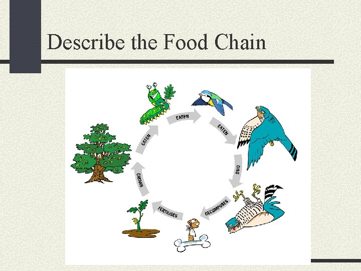 Describe the Food Chain 