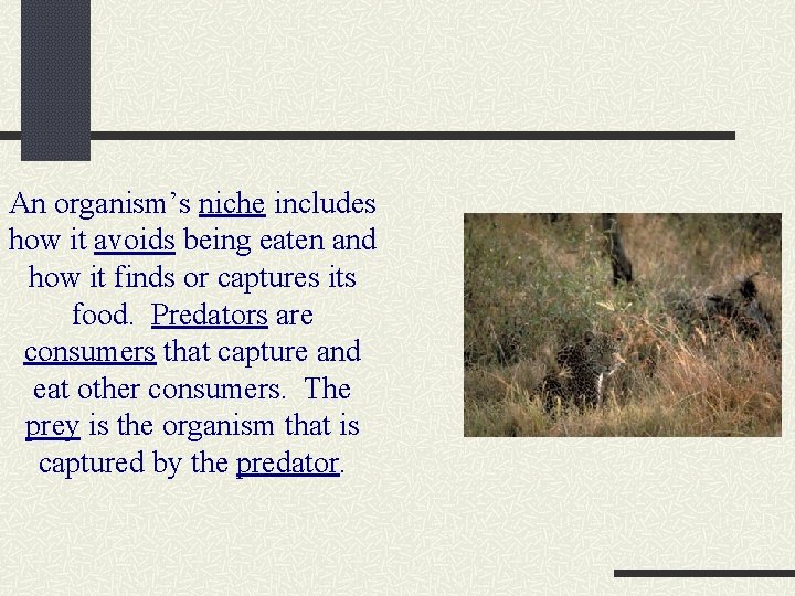An organism’s niche includes how it avoids being eaten and how it finds or