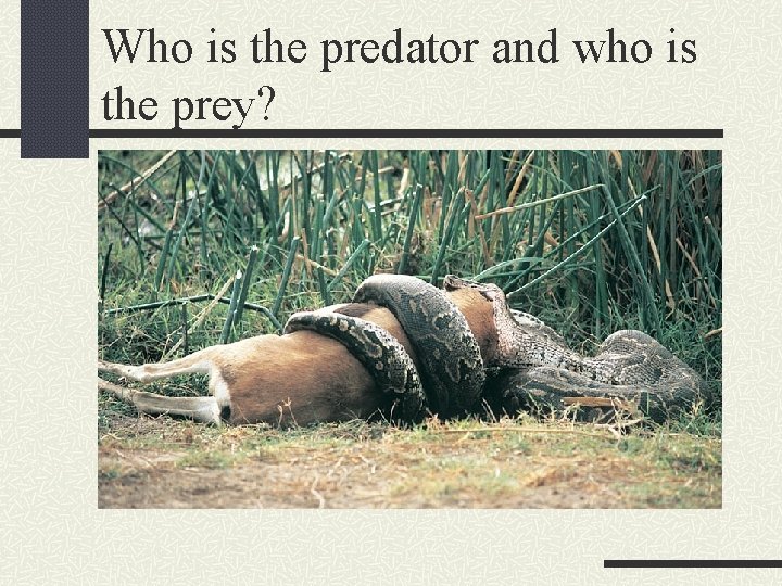 Who is the predator and who is the prey? 