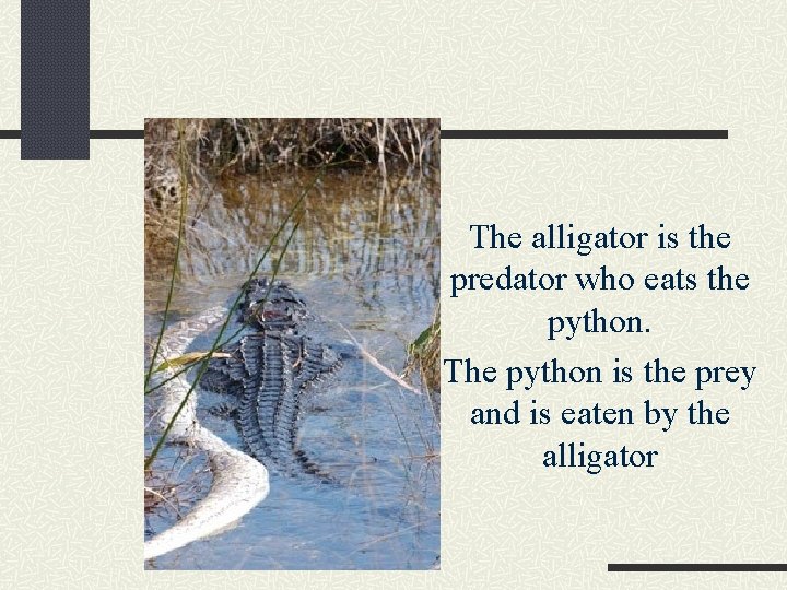 The alligator is the predator who eats the python. The python is the prey