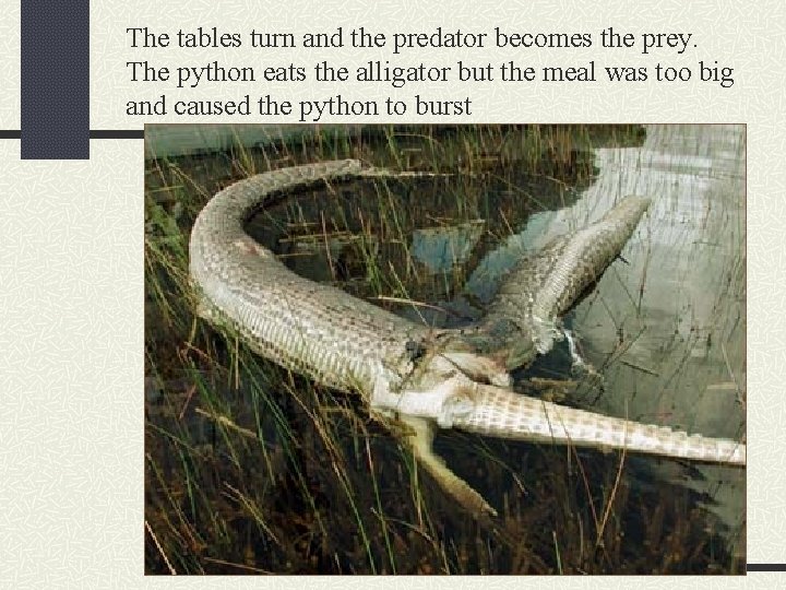 The tables turn and the predator becomes the prey. The python eats the alligator