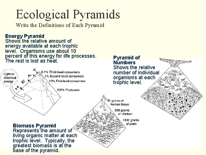 Ecological Pyramids Write the Definitions of Each Pyramid Energy Pyramid Shows the relative amount
