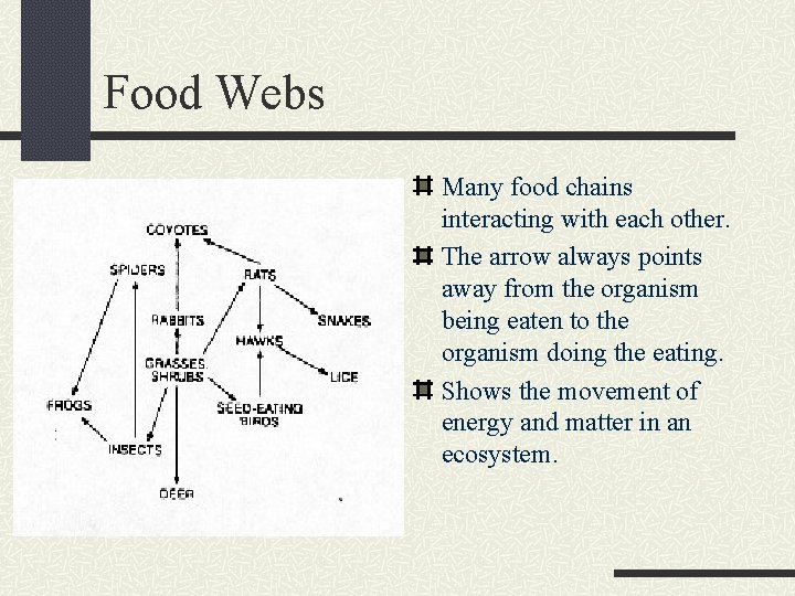 Food Webs Many food chains interacting with each other. The arrow always points away
