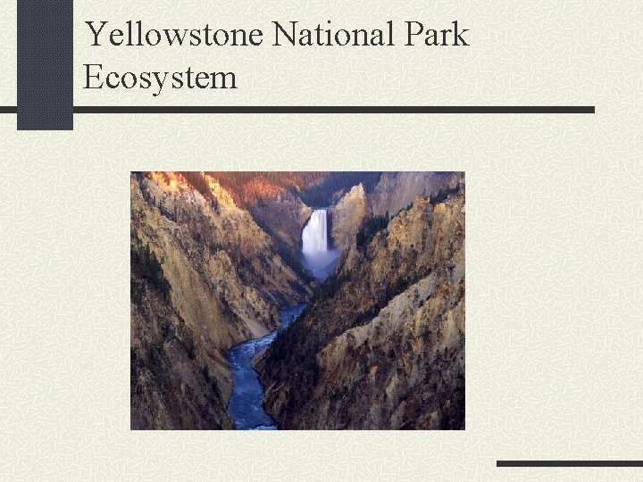 Yellowstone National Park Ecosystem 